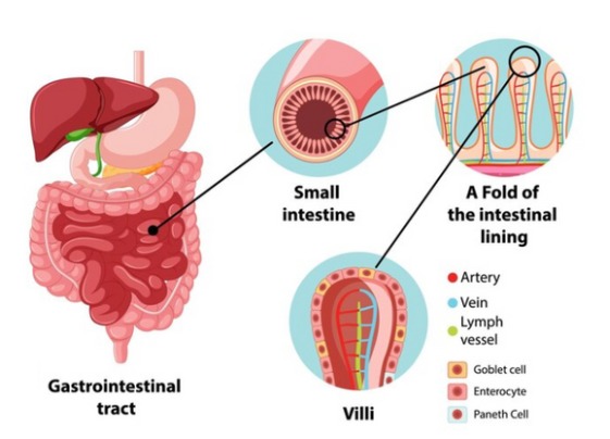 esophageal cancer doctor in Dehradun