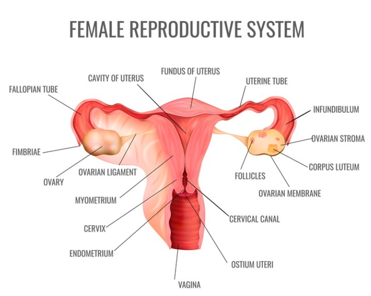 best hospital for cervical cancer in Dehradun